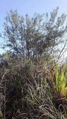 Sapium haematospermum