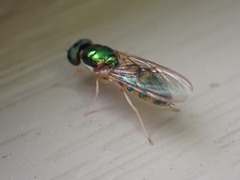 Cephalochrysa canadensis