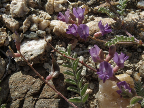 Astragalus inyoensis E.Sheld.
