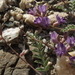 Inyo Milkvetch - Photo (c) Jim Morefield, some rights reserved (CC BY)