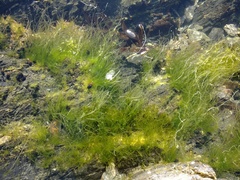 Ulva compressa