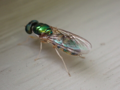 Cephalochrysa canadensis