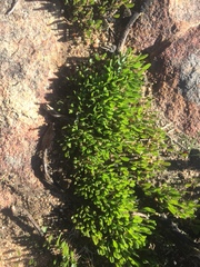 Oxalis monophylla minor