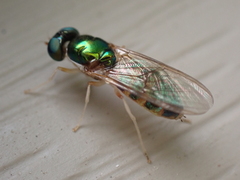 Cephalochrysa canadensis