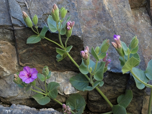 Mirabilis multiflora var. glandulosa