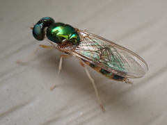 Cephalochrysa canadensis