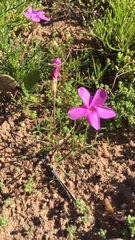 Oxalis phloxidiflora