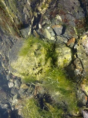 Ulva compressa