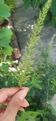 Setaria scheelei