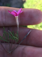 Oxalis phloxidiflora