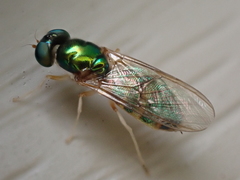 Cephalochrysa canadensis