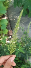 Setaria scheelei