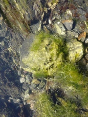 Ulva compressa