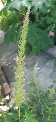 Setaria scheelei
