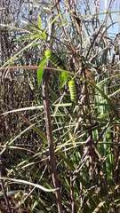 Rothschildia jacobaeae