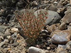 Eriogonum nidularium