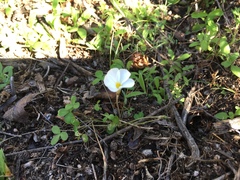 Oxalis tenella