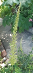 Setaria scheelei