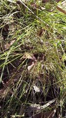 Androtrichum giganteum