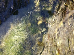 Ulva compressa