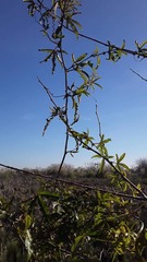 Passiflora caerulea