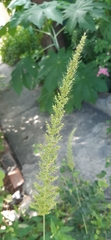 Setaria scheelei
