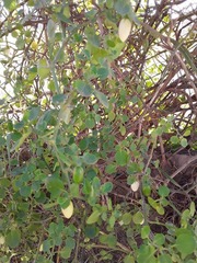 Salpichroa origanifolia