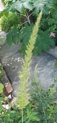 Setaria scheelei