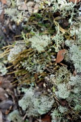 Selaginella arenicola