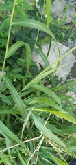 Setaria scheelei