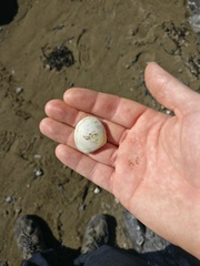 Pseudarcopagia disculus