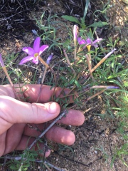 Oxalis hirta tubiflora