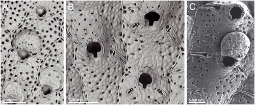 Representative image of Schizomavella auriculata