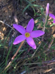 Oxalis hirta tubiflora