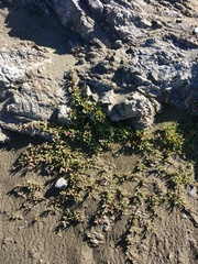 Disphyma australe australe