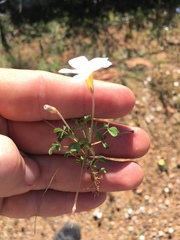 Oxalis tenella