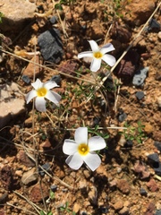 Oxalis tenella