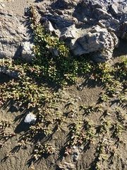 Disphyma australe australe