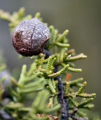 Cupressus pygmaea