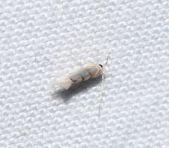 Phyllonorycter tiliacella