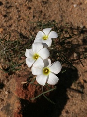 Oxalis gracilis gracilis