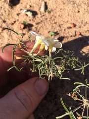 Oxalis gracilis gracilis