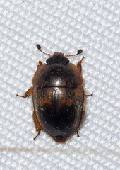 Amphicrossus ciliatus