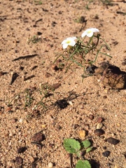 Oxalis gracilis gracilis