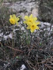 Narcissus assoanus