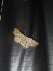 Idaea politaria