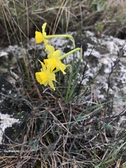 Narcissus assoanus