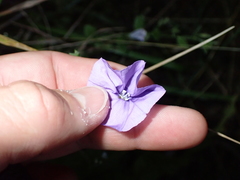 Convolvulus sabatius mauritanicus
