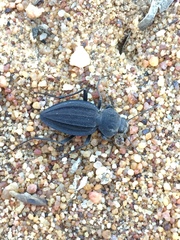 Somaticus