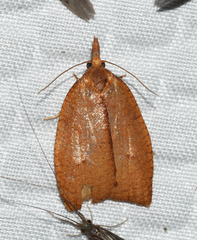 Cenopis directana